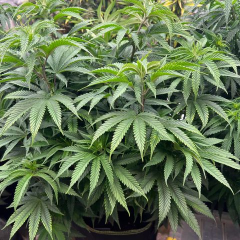 BG growlog timeline photo