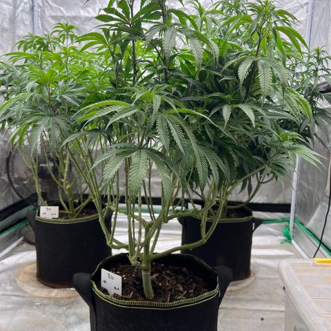 BG growlog timeline photo
