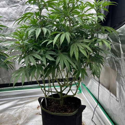 BG growlog timeline photo