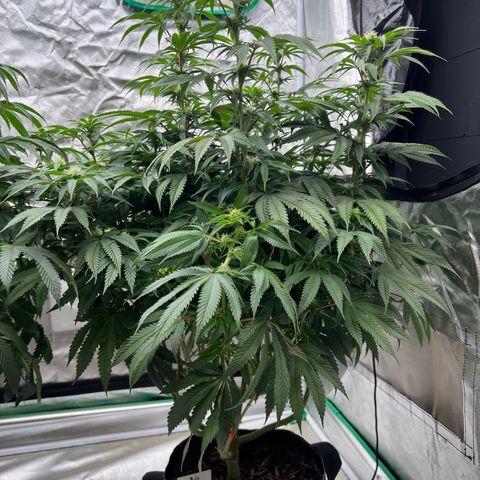 BG growlog timeline photo