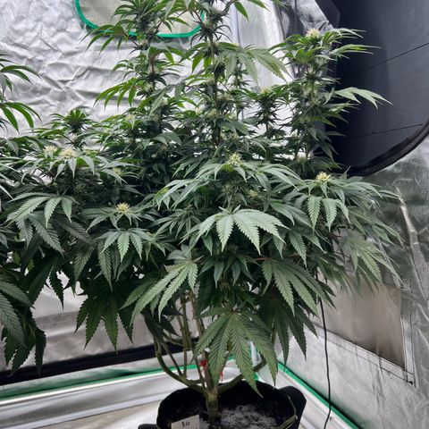 BG growlog timeline photo