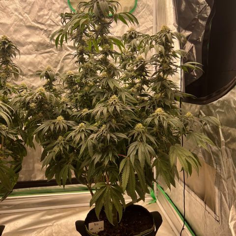 BG growlog timeline photo