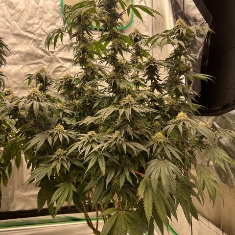 BG growlog timeline photo