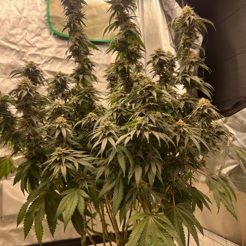 BG growlog timeline photo