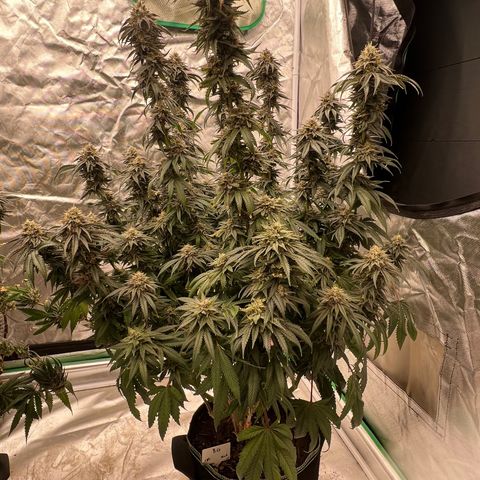 BG growlog timeline photo