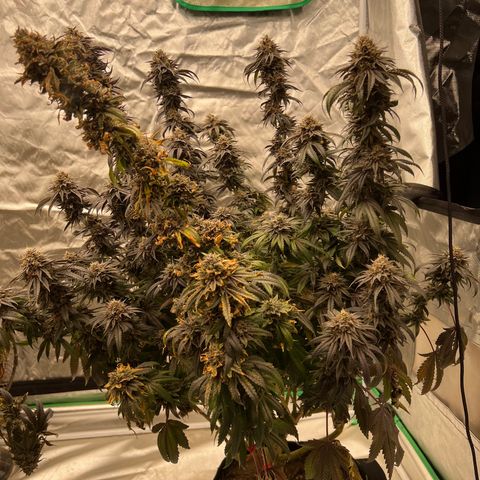 BG growlog timeline photo