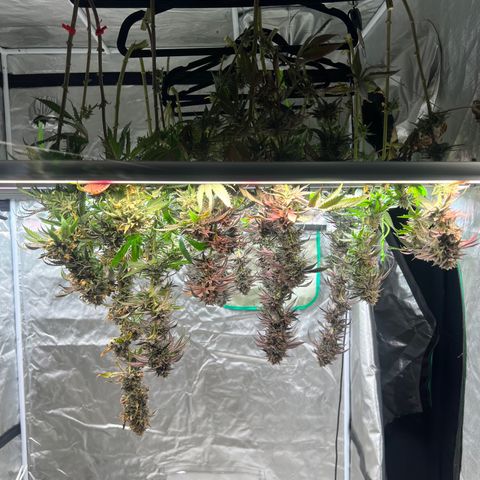 BG growlog timeline photo