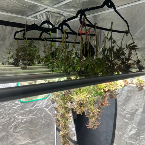 BG growlog timeline photo