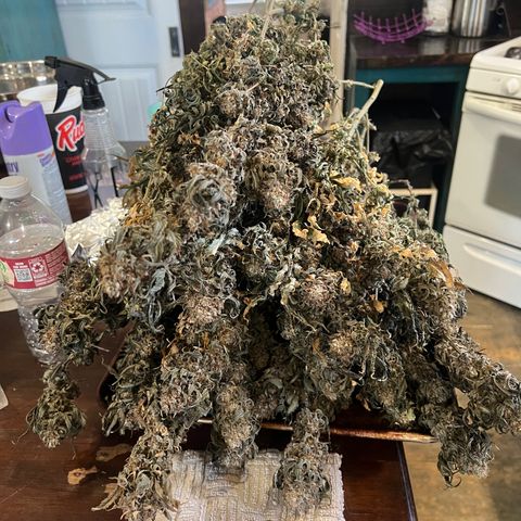 BG growlog timeline photo