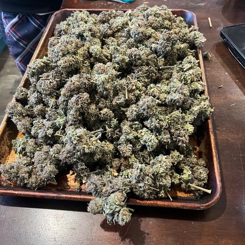 BG growlog timeline photo