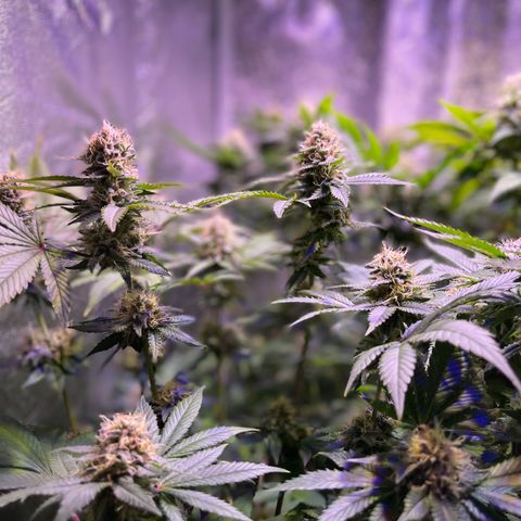 Northen Lights growlog photo: Riego con fertilizante 