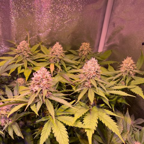 Jamaican Dream growlog photo: Fenotipo 1 & 2