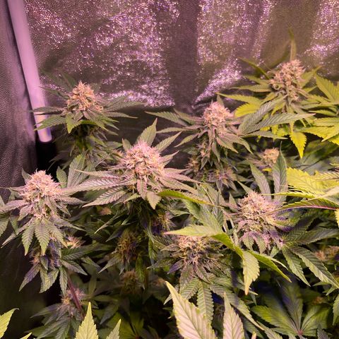 Jamaican Dream growlog photo: Fenotipo 1 & 2