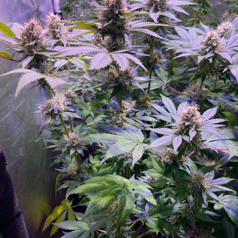 Northen Lights growlog photo: Fenotipo 1&2
