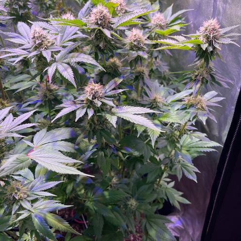 Northen Lights growlog photo: Fenotipo 1&2