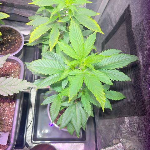 JD Madre growlog photo: Clones