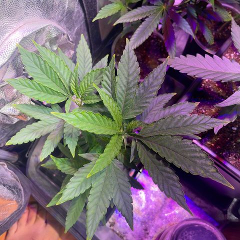 JD Madre growlog photo: Clones