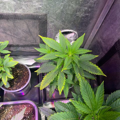 JD Madre growlog photo: Clones