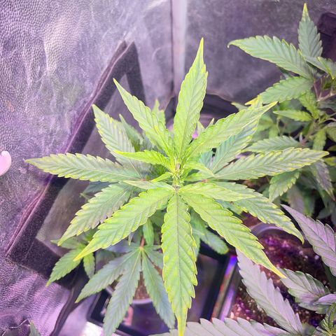 JD Madre growlog photo: Clones