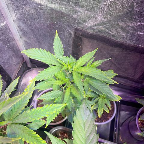 JD Madre growlog photo: Clones