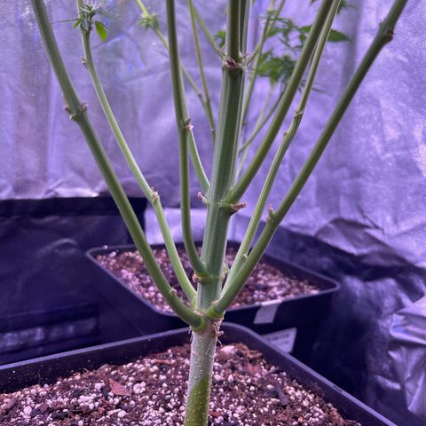 Jamaican Dream growlog timeline photo
