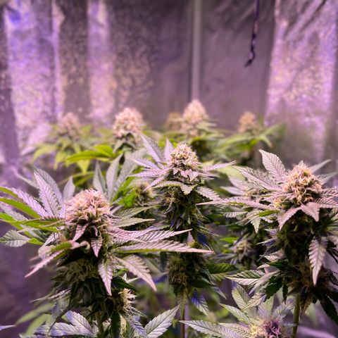 Jamaican Dream growlog timeline photo