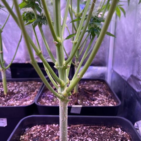 Northen Lights growlog timeline photo
