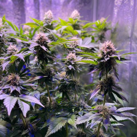 Northen Lights growlog timeline photo