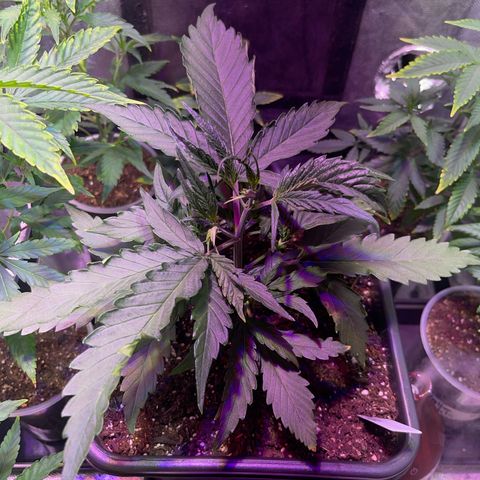 BananaPurplePunch growlog timeline photo