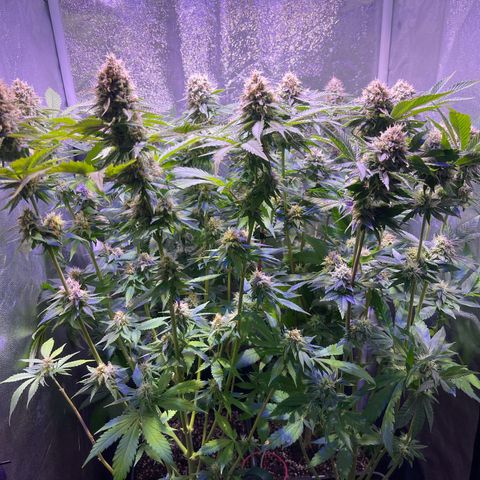 Jamaican Dream growlog photo: Ultimo riego con fertilizantes