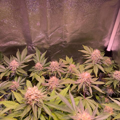 Northen Lights growlog photo: Avanzan bellas🥰