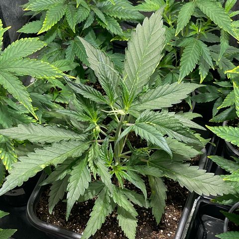 BananaPurplePunch growlog photo: Va mejorando la auto
30 dias