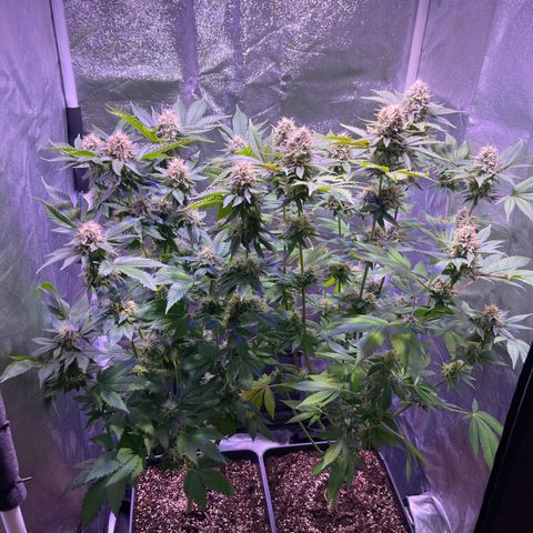 Northen Lights growlog photo: Feno 1&2