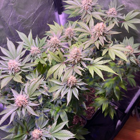 Northen Lights growlog photo: Feno 1&2