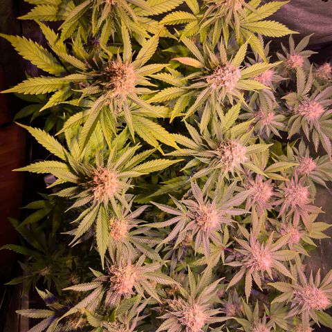 Jamaican Dream growlog photo: Feno 1 & 2