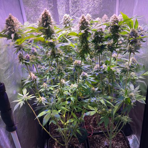 Jamaican Dream growlog photo: Feno 1 & 2