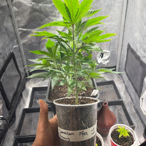 JD Madre growlog timeline photo