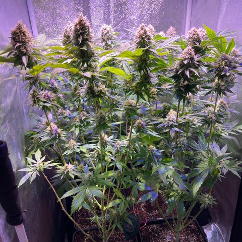 Jamaican Dream growlog photo: Olores frutales
Naranja, limon