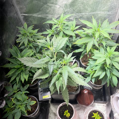 NL Feno2 growlog timeline photo