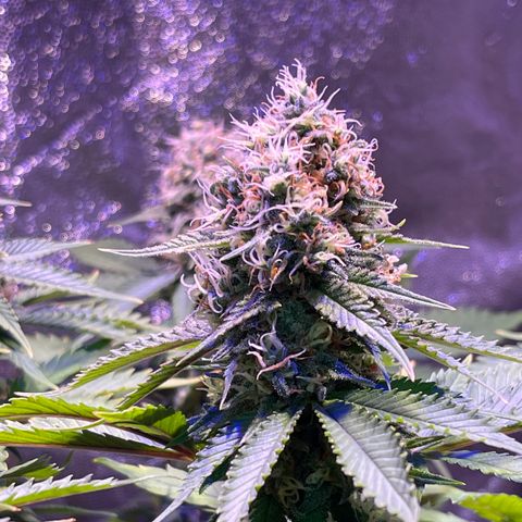Jamaican Dream growlog photo: Aun falta madurar tricomas y los terpenos se asentúan😮‍💨