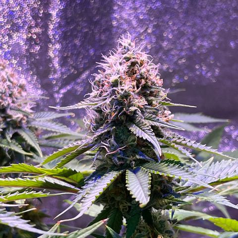 Jamaican Dream growlog photo: Aun falta madurar tricomas y los terpenos se asentúan😮‍💨