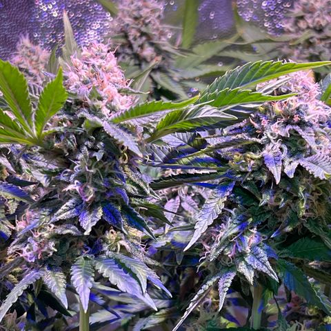 Jamaican Dream growlog photo: Aun falta madurar tricomas y los terpenos se asentúan😮‍💨
