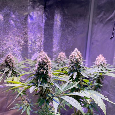 Jamaican Dream growlog photo: Aun falta madurar tricomas y los terpenos se asentúan😮‍💨