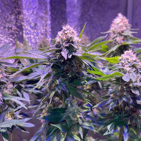 Jamaican Dream growlog photo: Aun falta madurar tricomas y los terpenos se asentúan😮‍💨