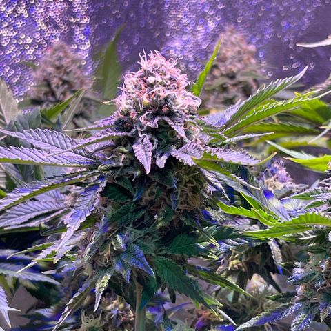 Jamaican Dream growlog photo: Aun falta madurar tricomas y los terpenos se asentúan😮‍💨