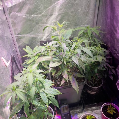 NL Feno2 growlog timeline photo