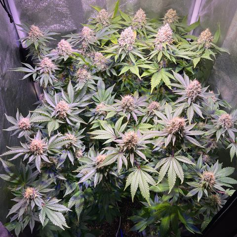 Northen Lights growlog timeline photo