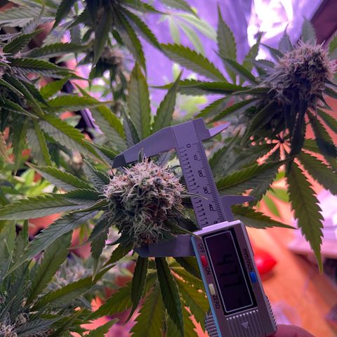 Northen Lights growlog timeline photo