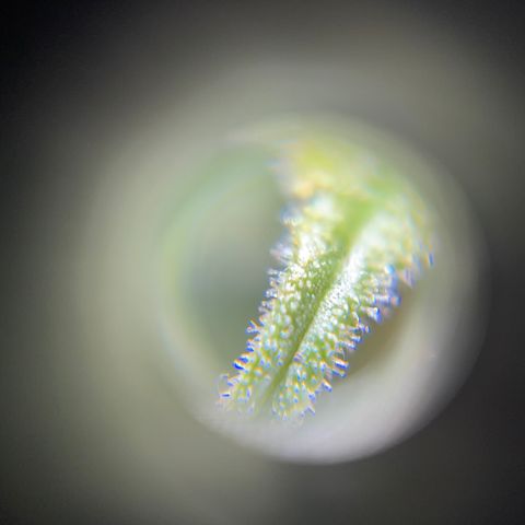 Northen Lights growlog timeline photo