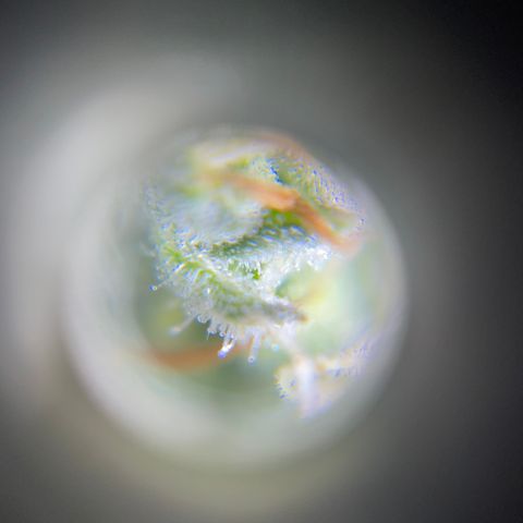 Northen Lights growlog timeline photo